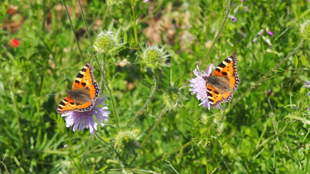 Urlaub Im Naturgarten Apartamento Bergneustadt Exterior foto